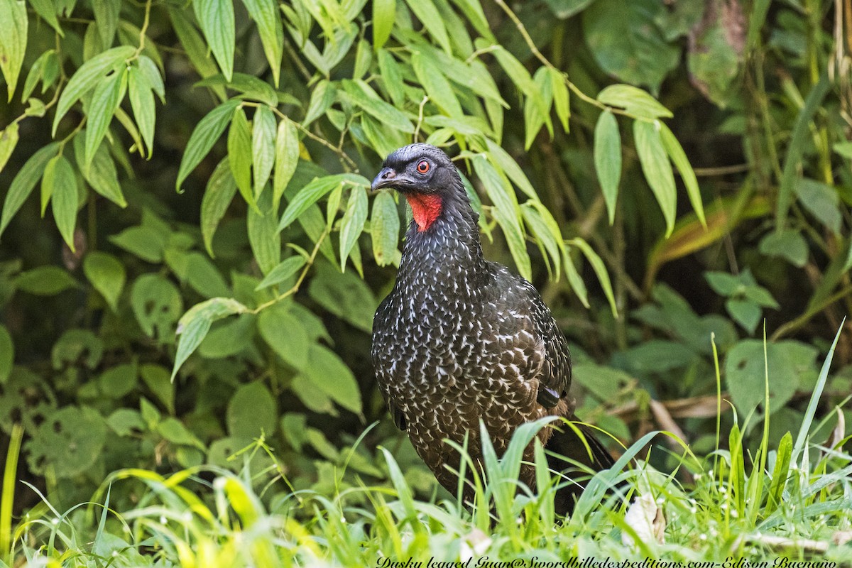 Dusky-legged Guan - ML620298585