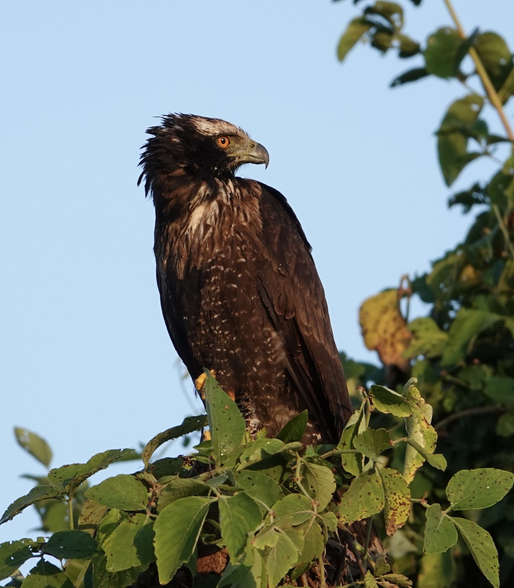 Black Hawk-Eagle - Yve Morrell