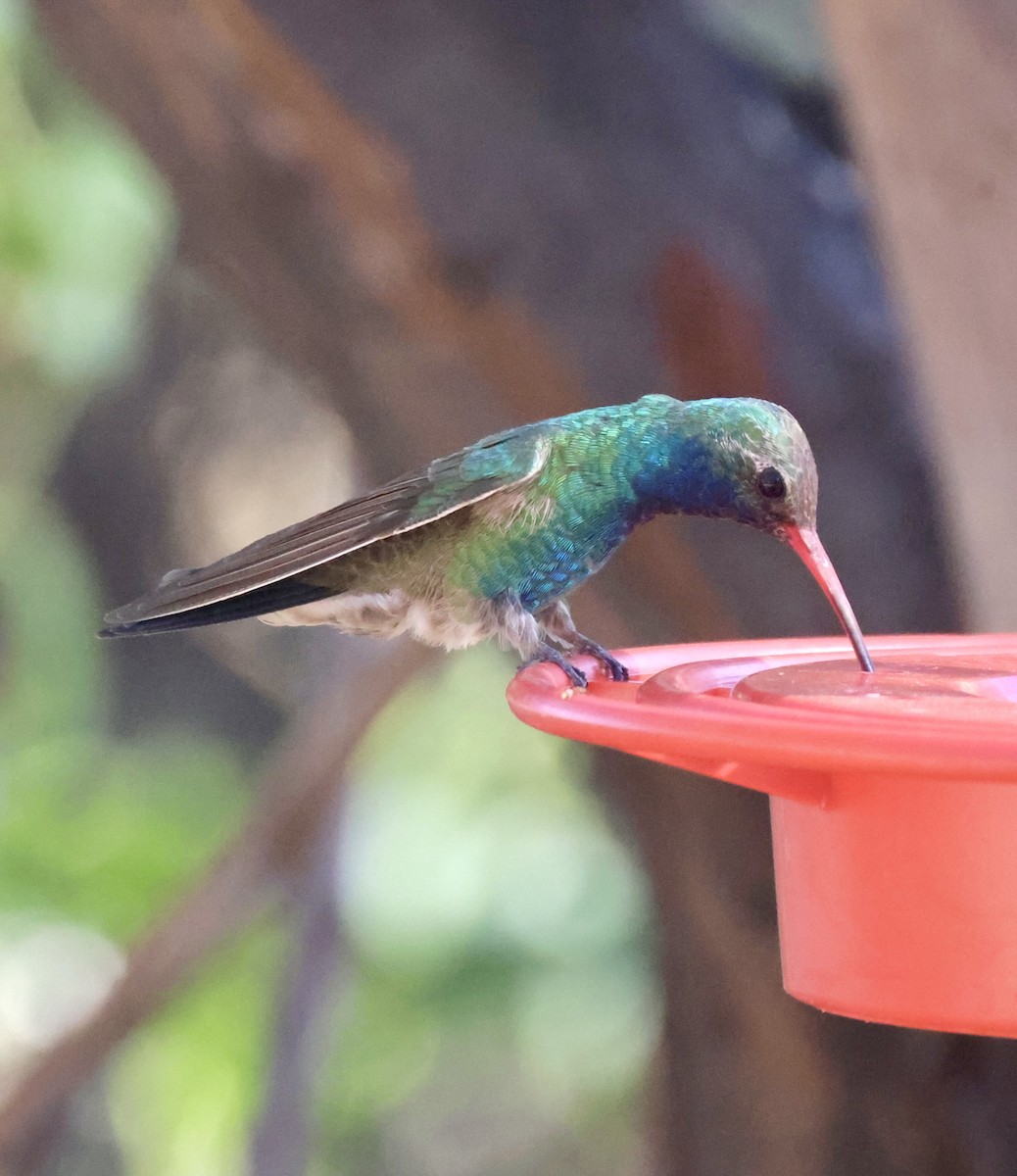 Colibrí Piquiancho Común - ML620298589