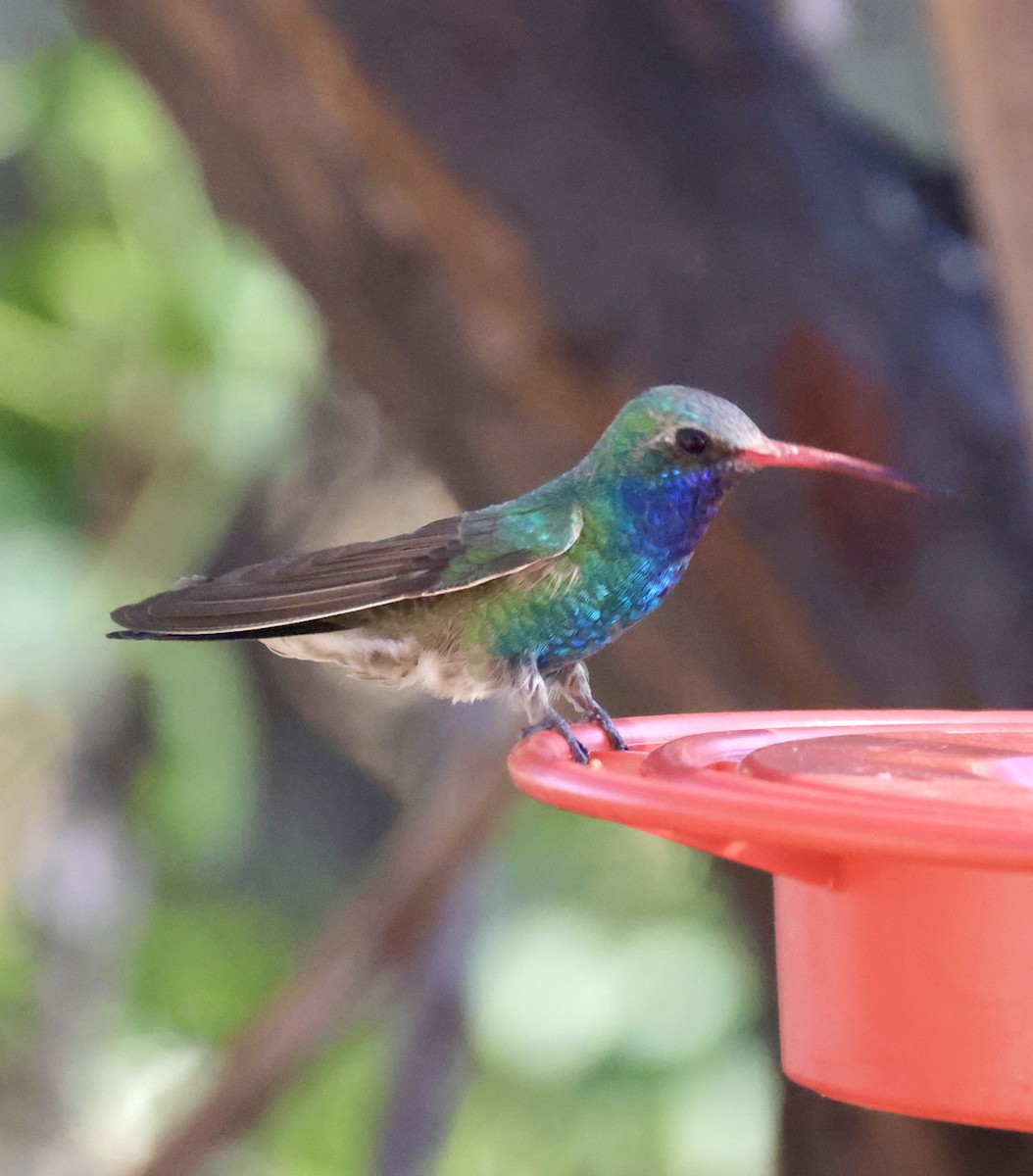 Colibrí Piquiancho Común - ML620298590