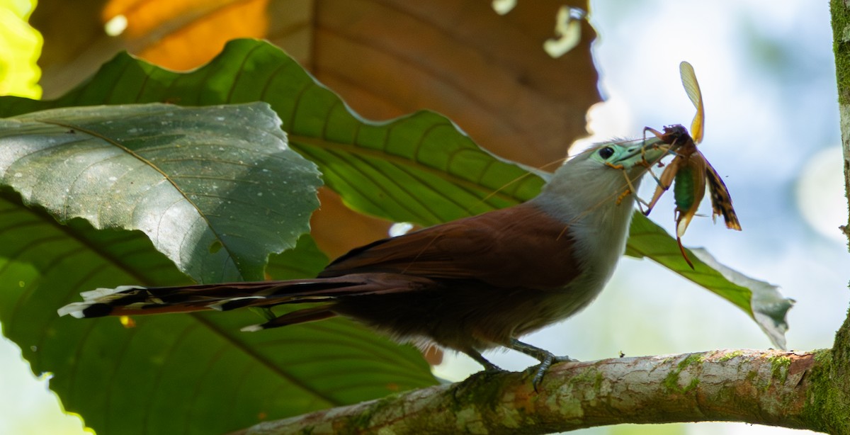 Raffles's Malkoha - ML620298594