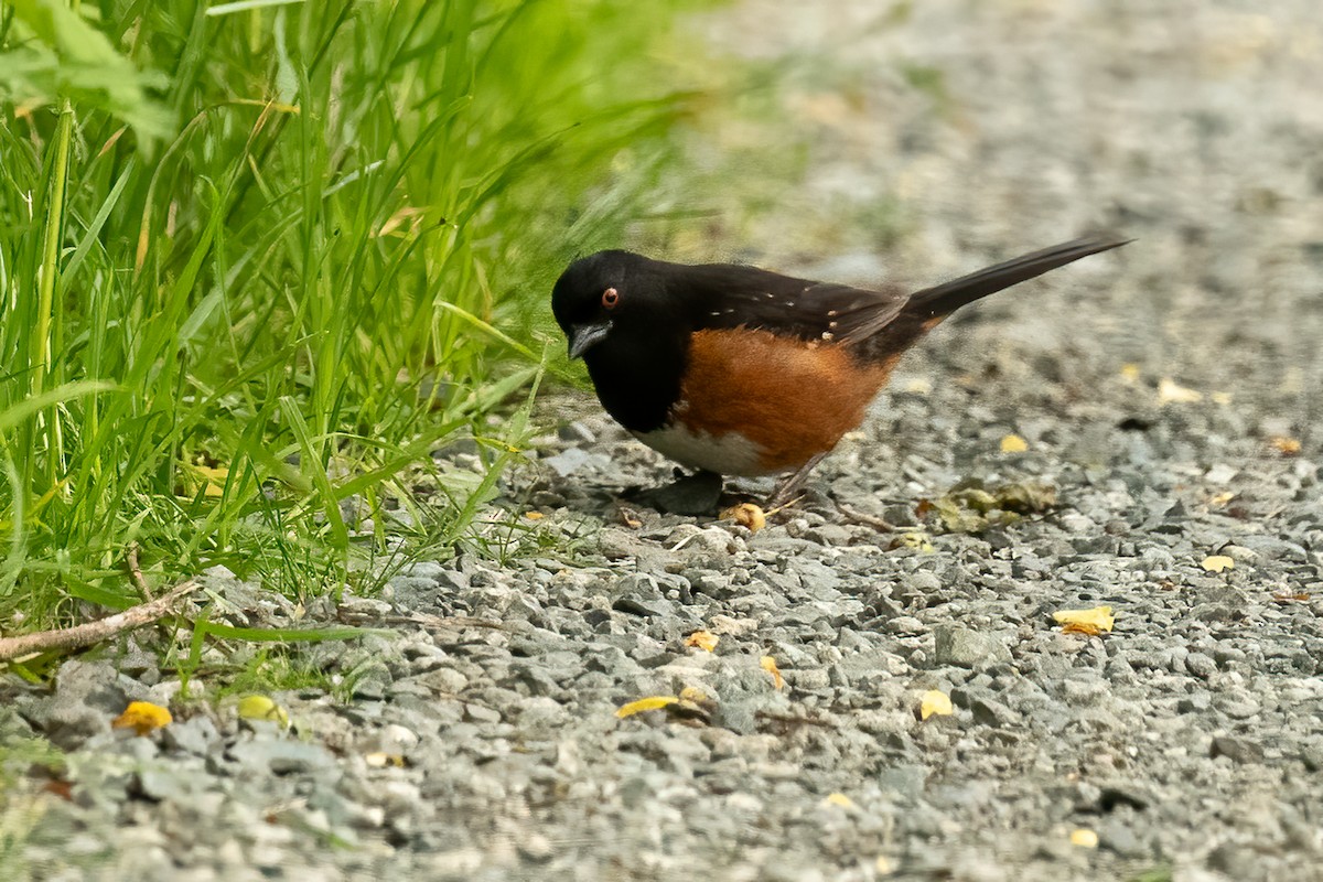 Spotted Towhee - Michèle Beaulieu