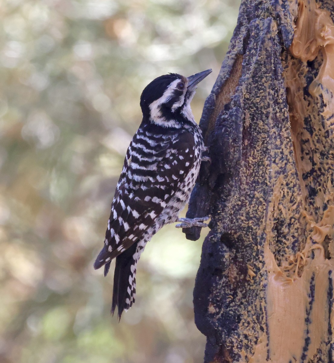 Ladder-backed Woodpecker - ML620298598