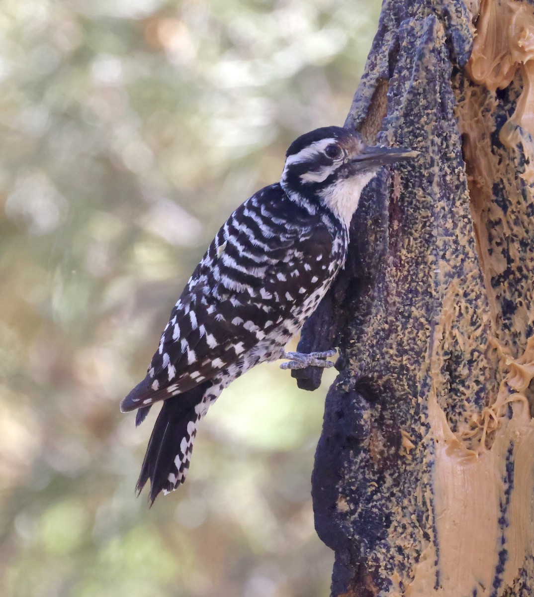 Ladder-backed Woodpecker - ML620298599