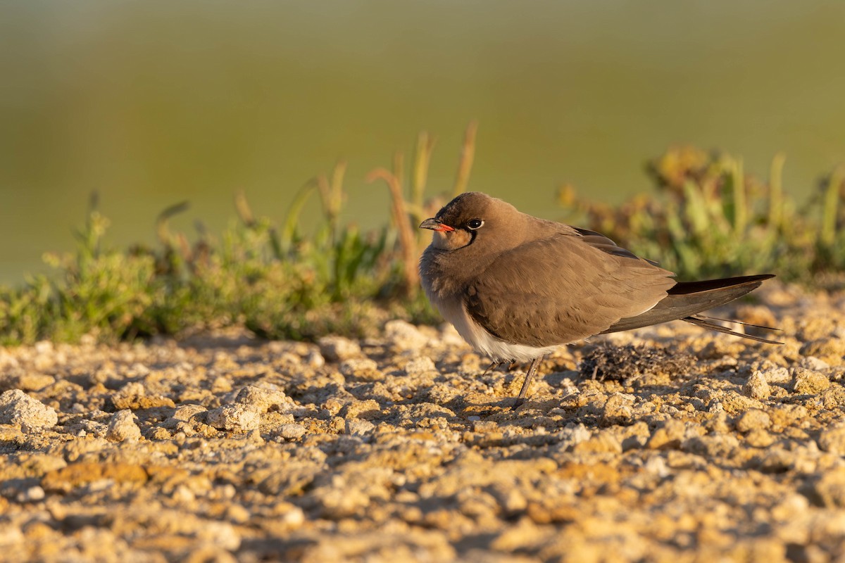 Collared Pratincole - ML620298606