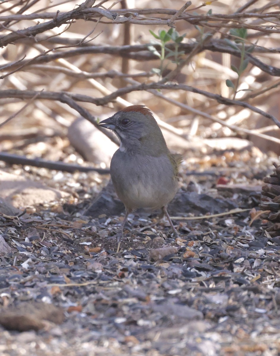 Green-tailed Towhee - ML620298610