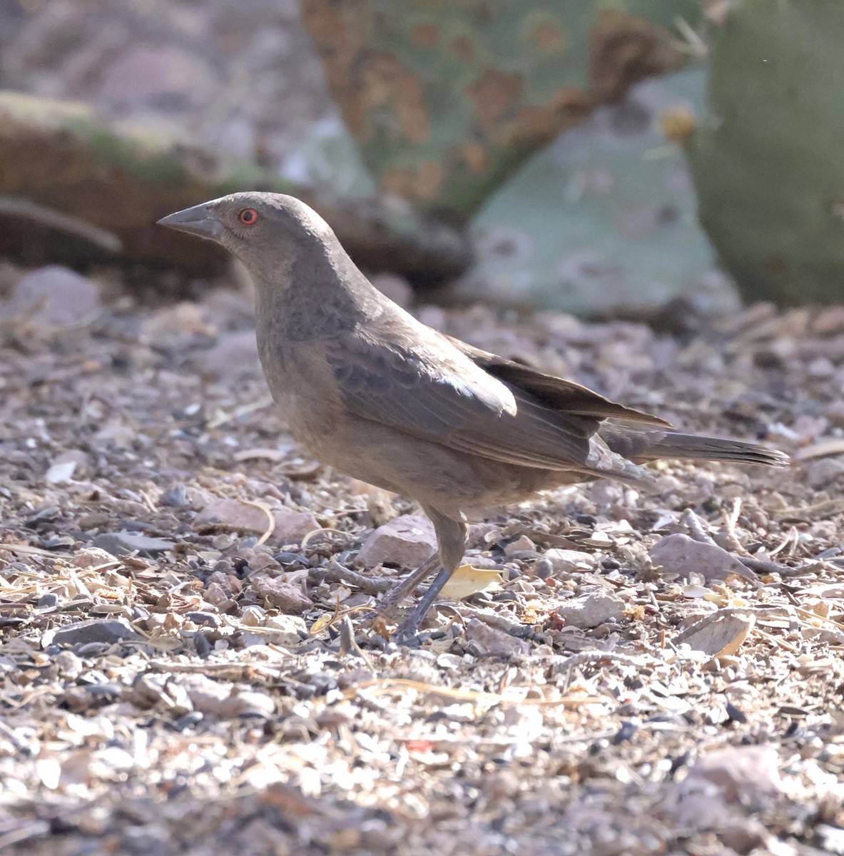 Bronzed Cowbird - ML620298616