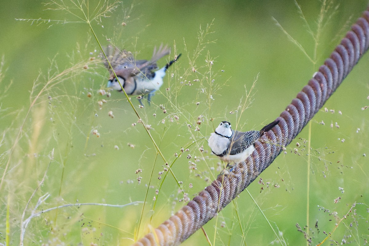 Double-barred Finch - ML620298622