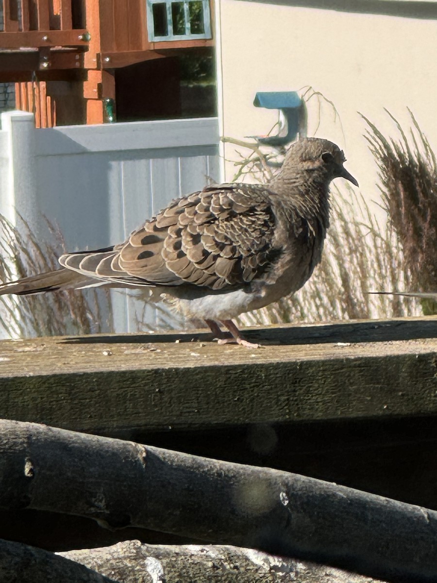 Mourning Dove - ML620298624