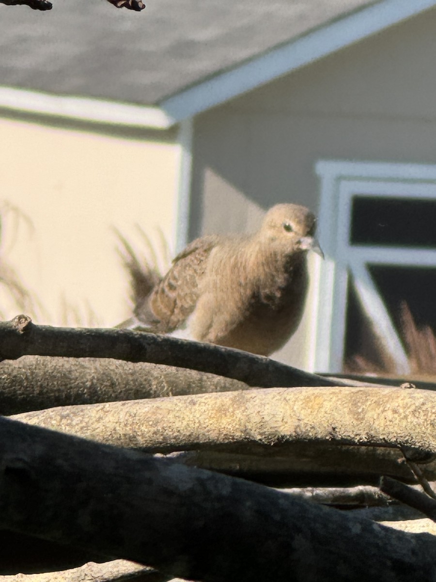 Mourning Dove - ML620298625