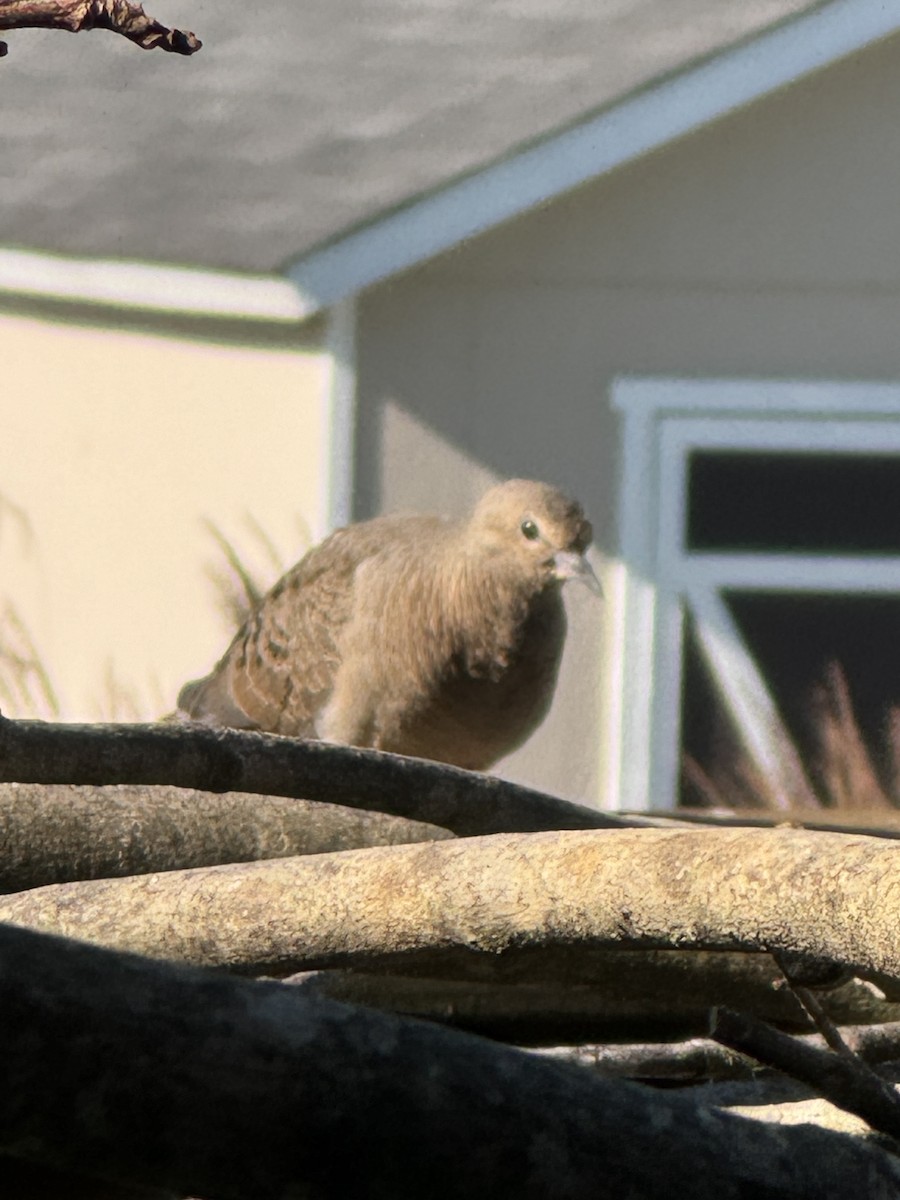 Mourning Dove - ML620298627