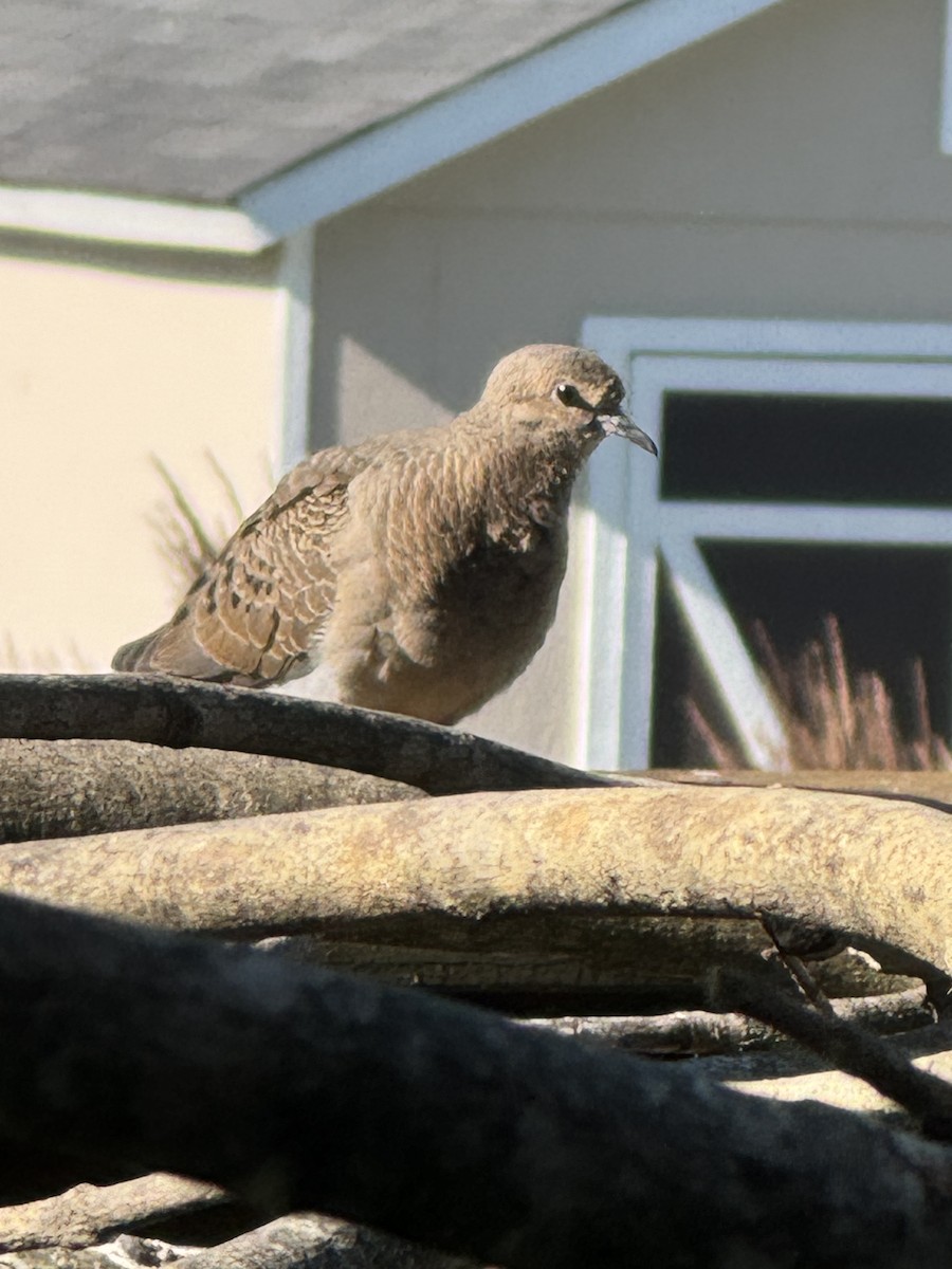 Mourning Dove - ML620298629