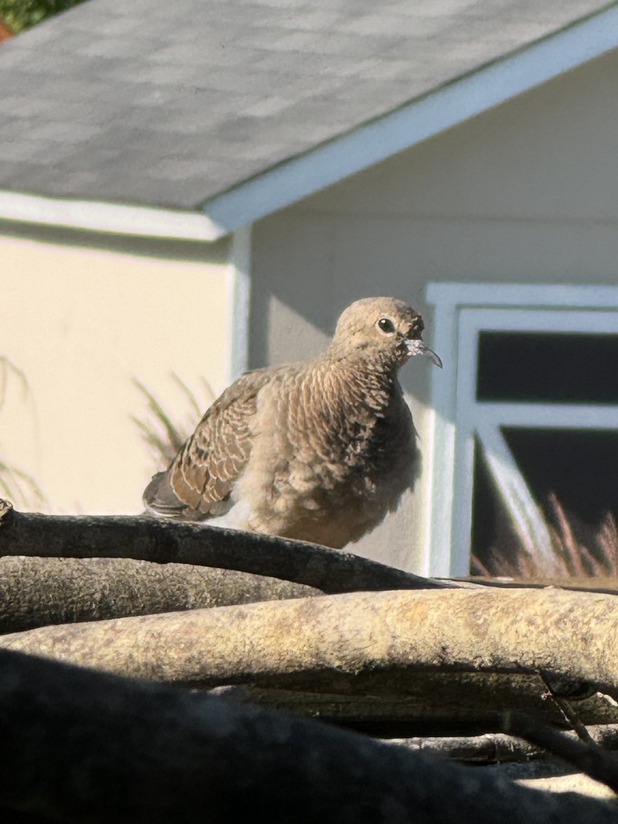 Mourning Dove - ML620298630