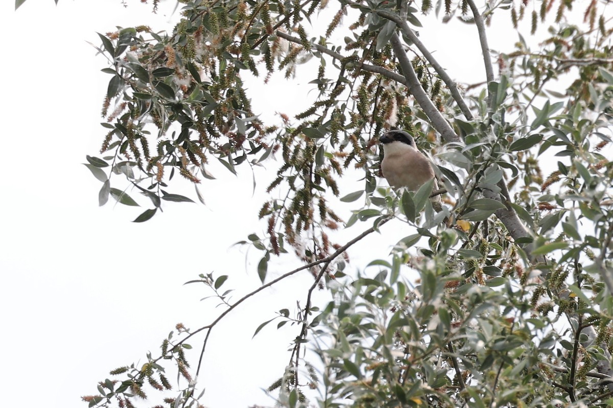 Lesser Gray Shrike - ML620298632