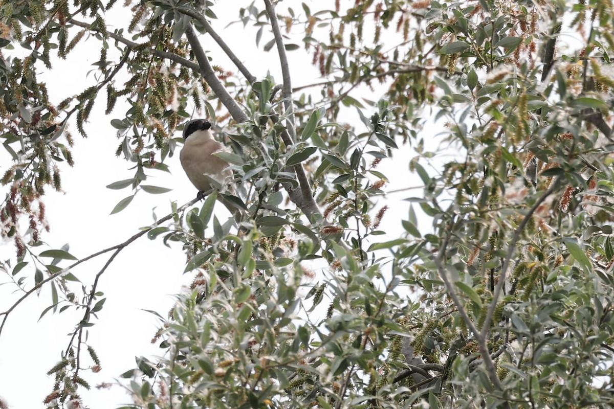 Lesser Gray Shrike - ML620298633