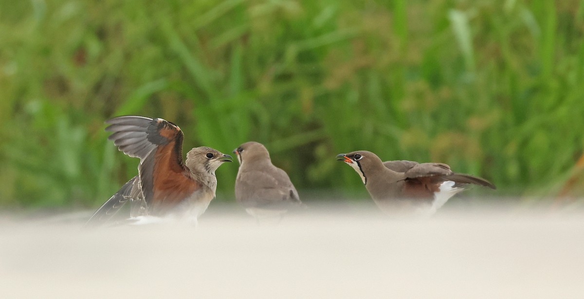 Oriental Pratincole - ML620298651