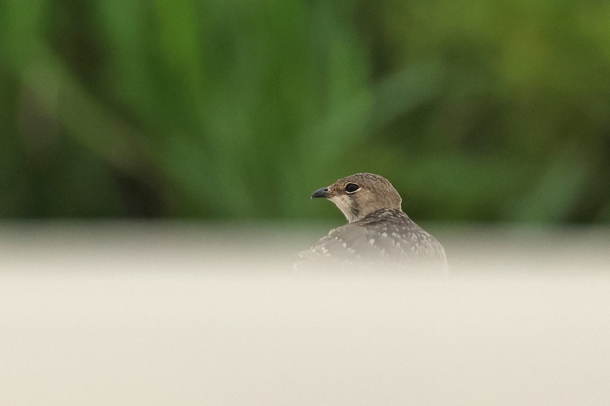 Oriental Pratincole - ML620298652