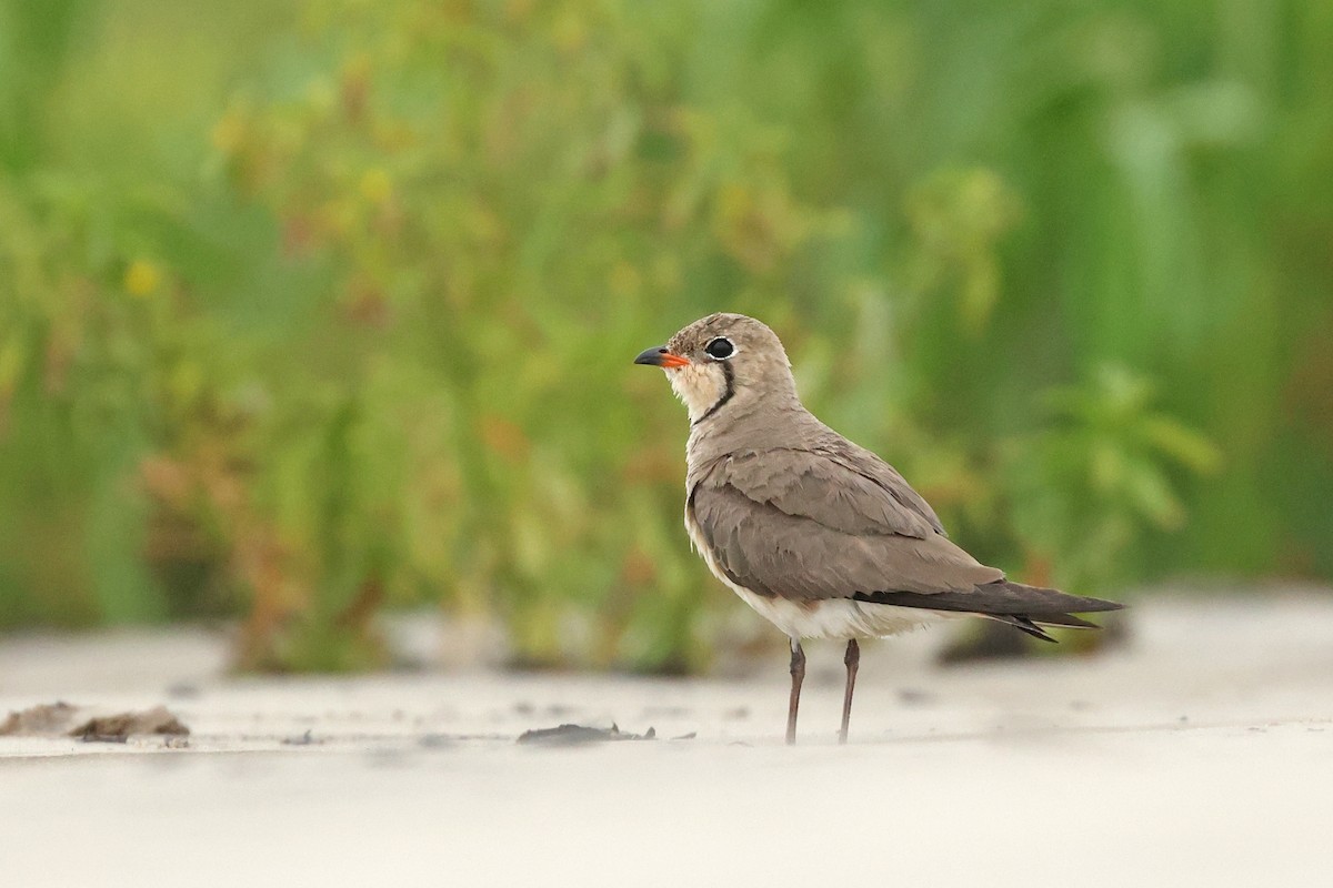 Oriental Pratincole - ML620298655