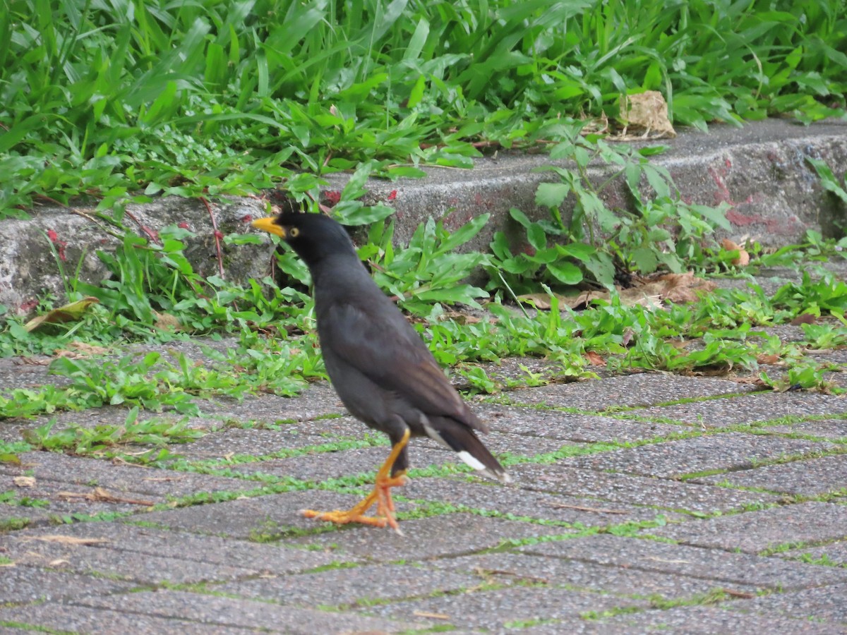 Javan Myna - ML620298670