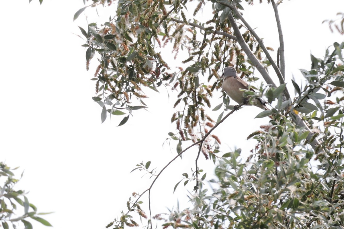 Lesser Gray Shrike - ML620298674