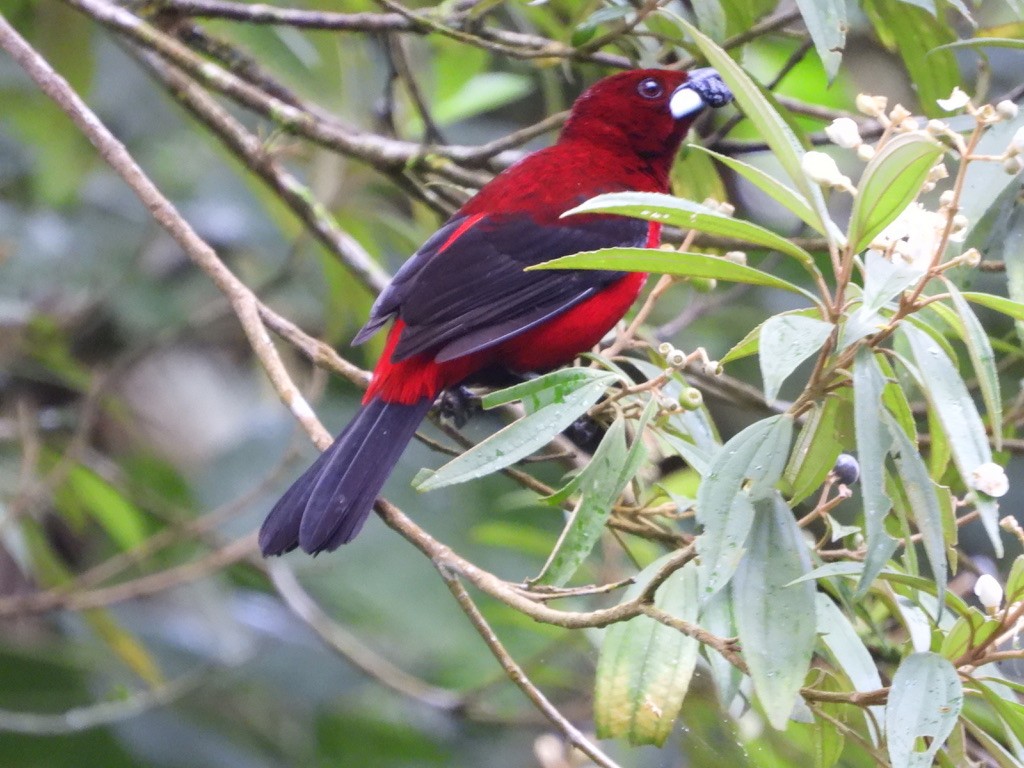 Crimson-backed Tanager - ML620298683