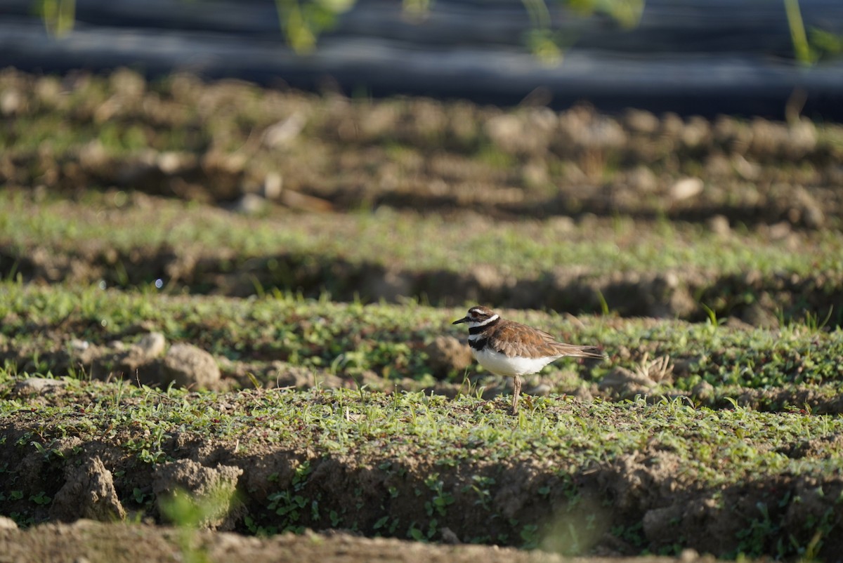 Killdeer - ML620298684