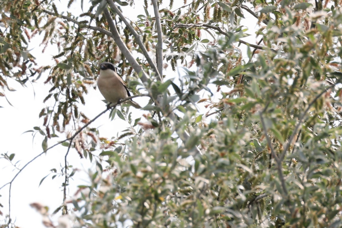 Lesser Gray Shrike - ML620298687