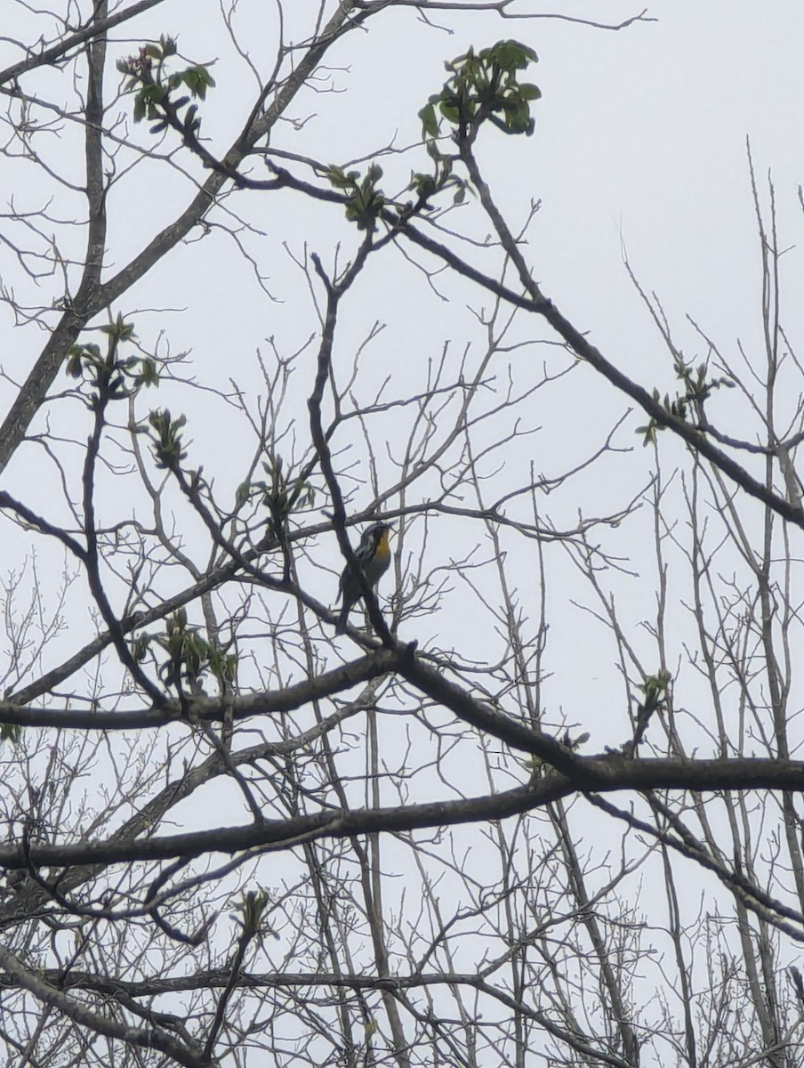 Yellow-throated Warbler - ML620298688