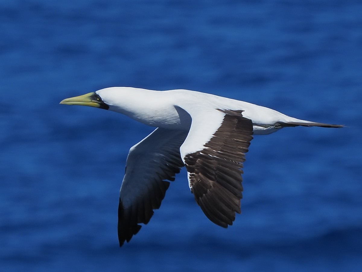 Masked Booby - ML620298689