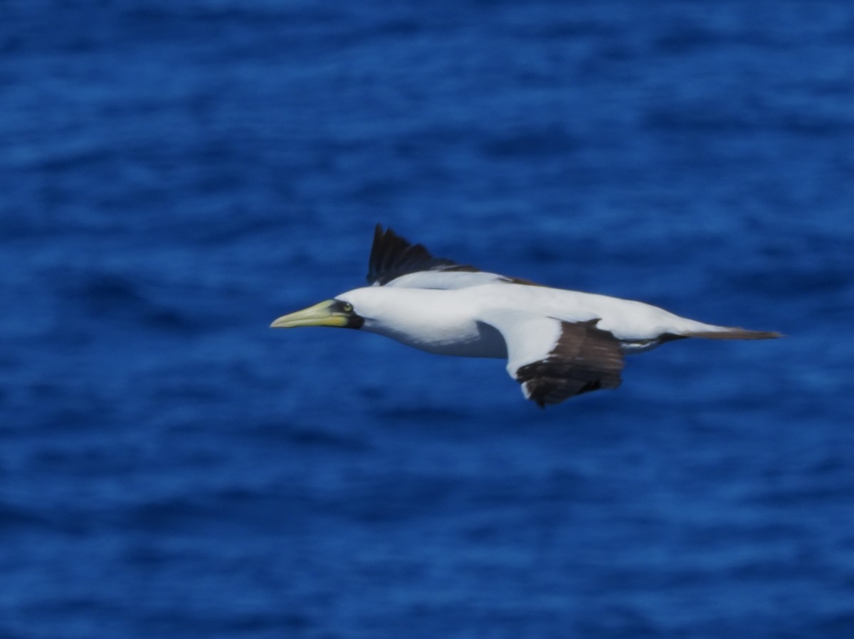 Masked Booby - ML620298690