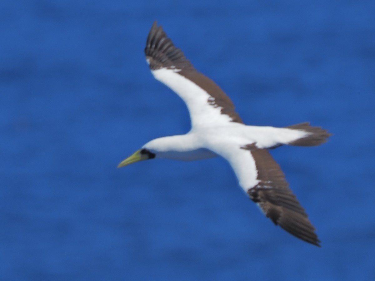 Masked Booby - ML620298691