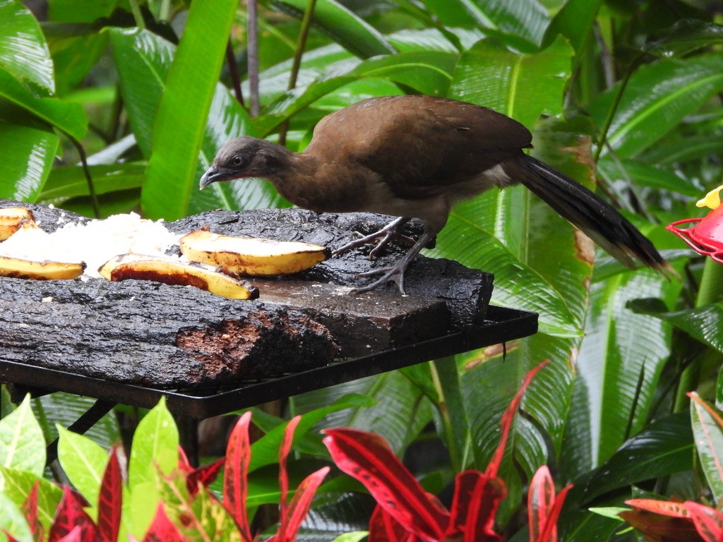 Gray-headed Chachalaca - ML620298693