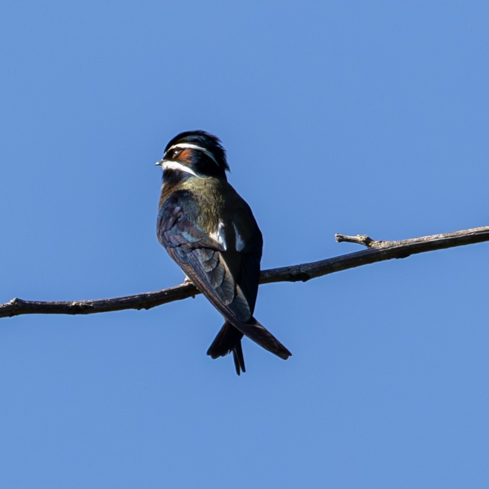 Whiskered Treeswift - ML620298700