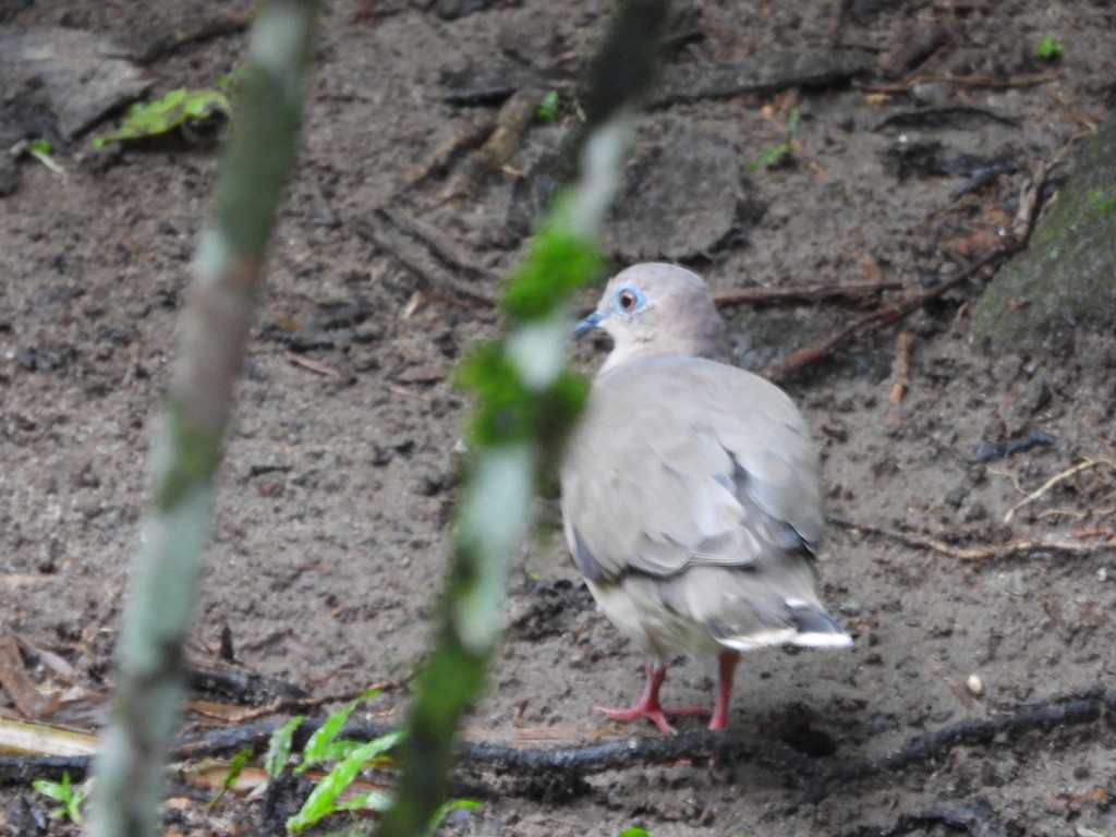 White-tipped Dove - ML620298706