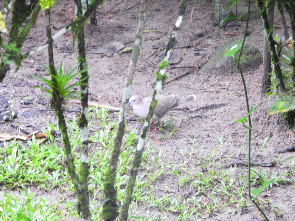 White-tipped Dove - ML620298707