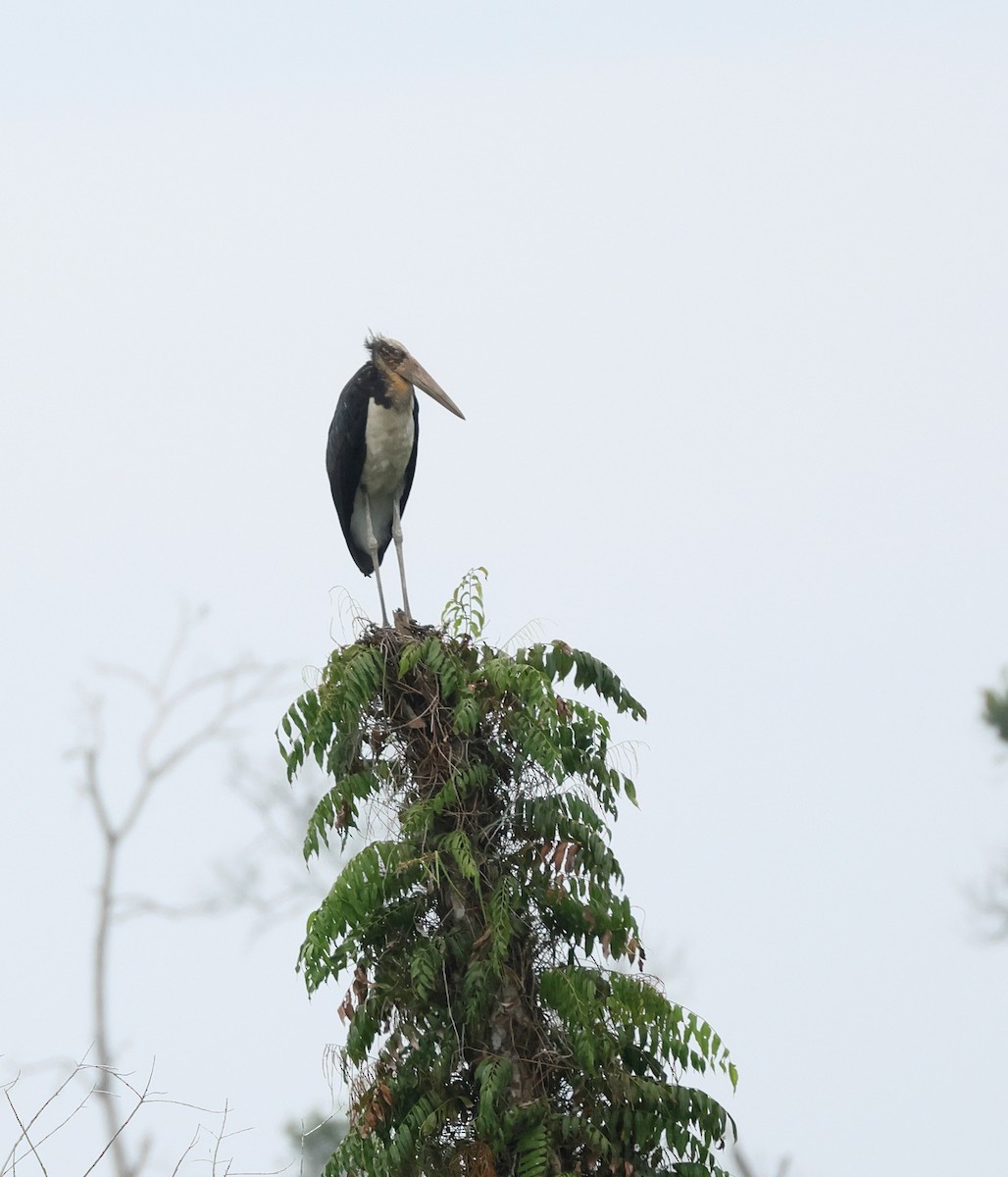 Lesser Adjutant - ML620298718