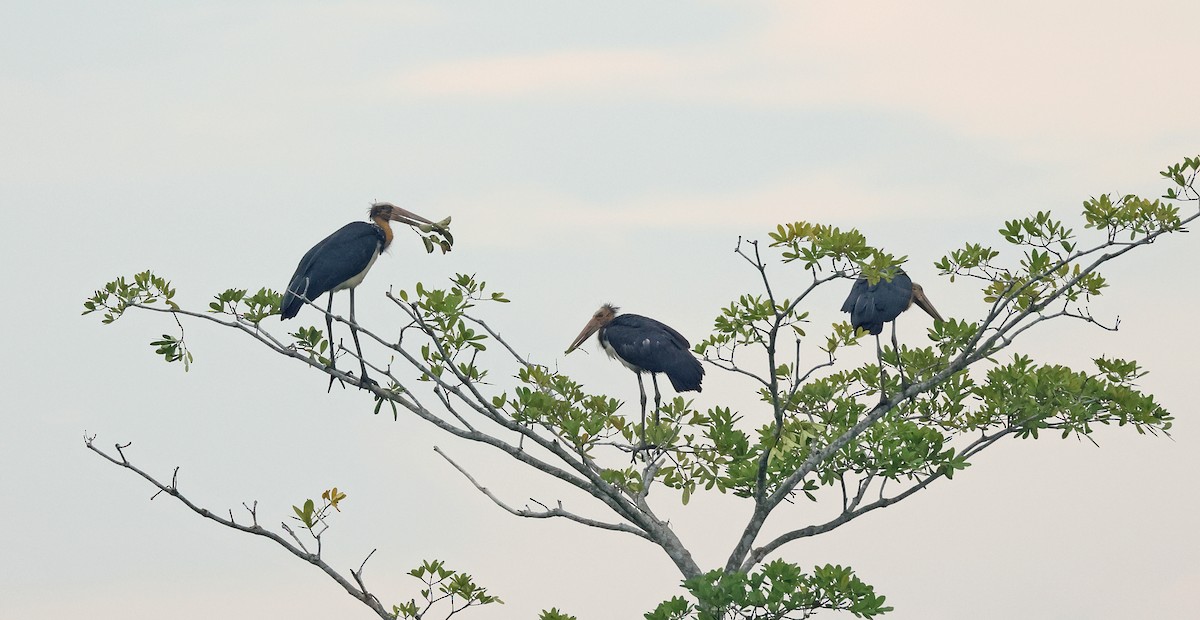 Lesser Adjutant - ML620298719