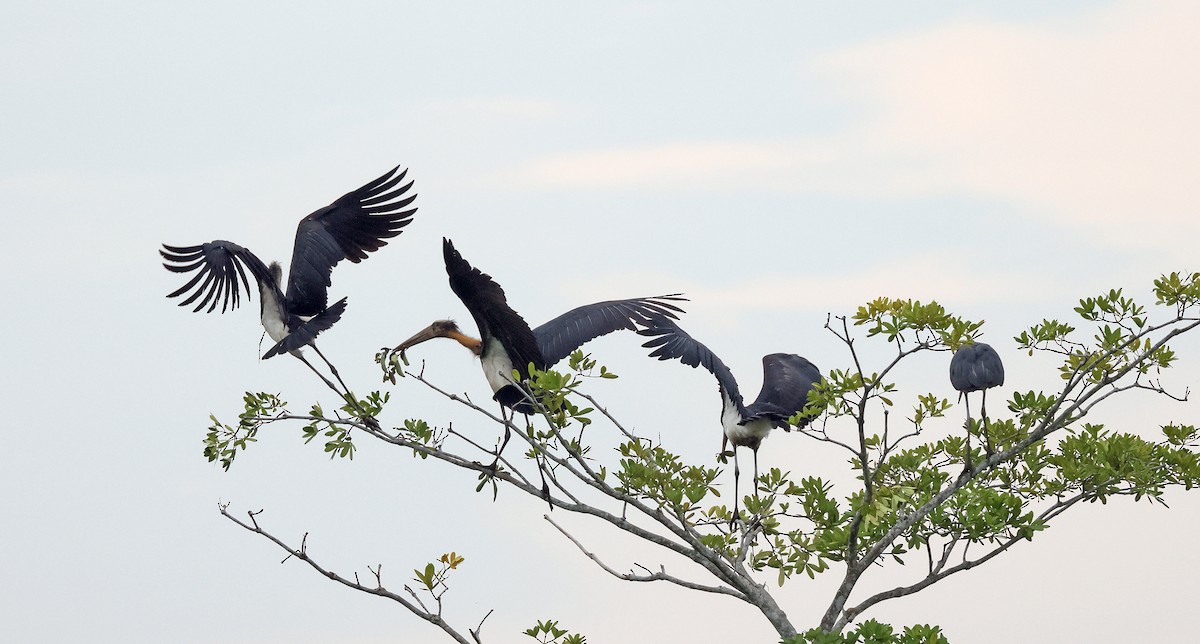 Lesser Adjutant - ML620298721