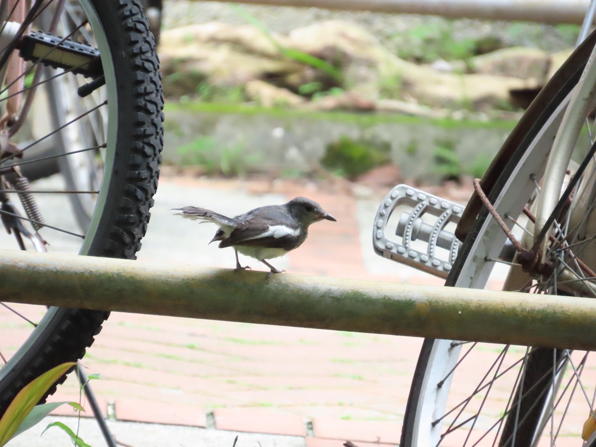 Oriental Magpie-Robin - ML620298728