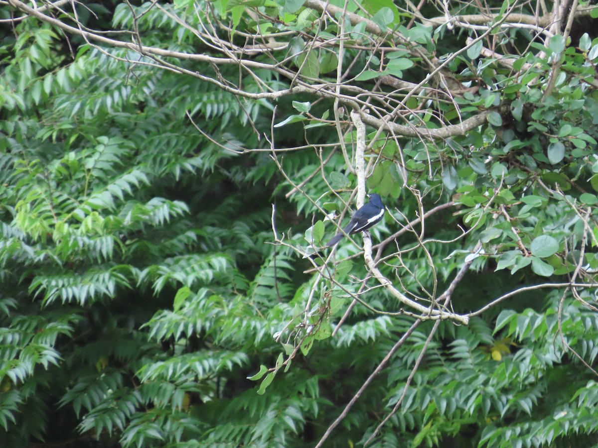 Oriental Magpie-Robin - ML620298733