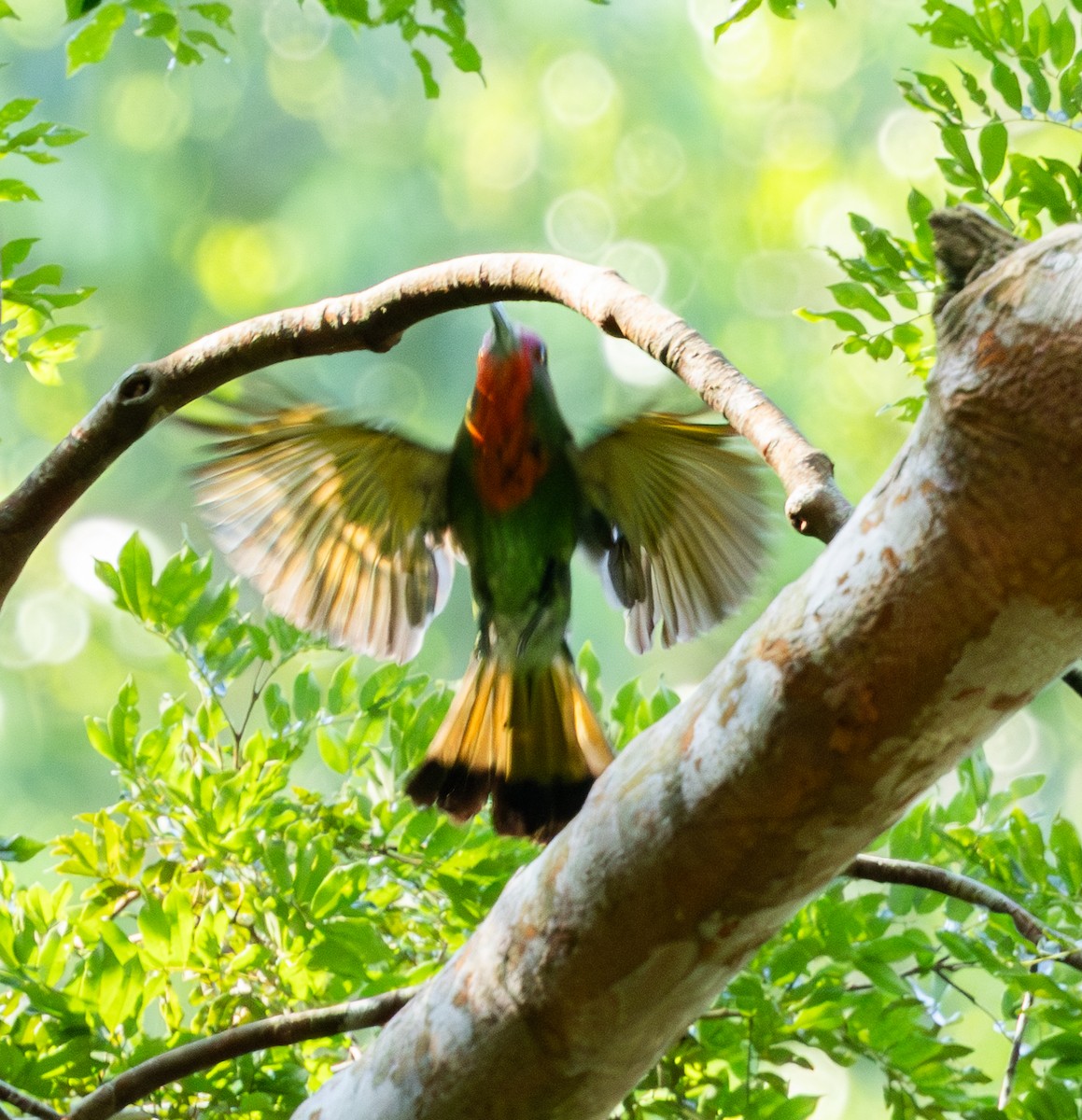 Red-bearded Bee-eater - ML620298735