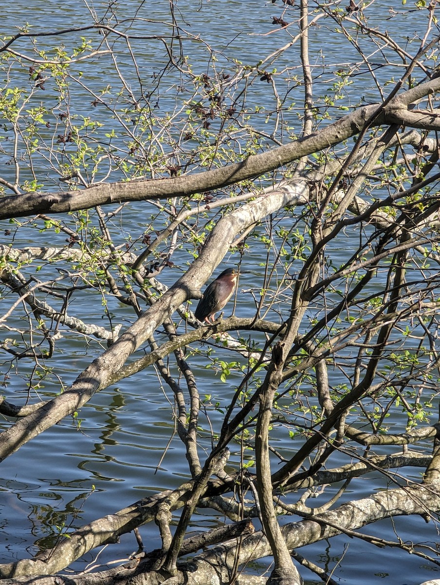 Green Heron - ML620298737