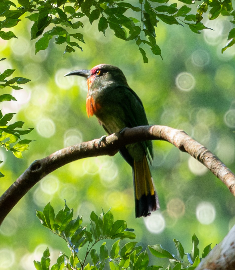 Red-bearded Bee-eater - ML620298741