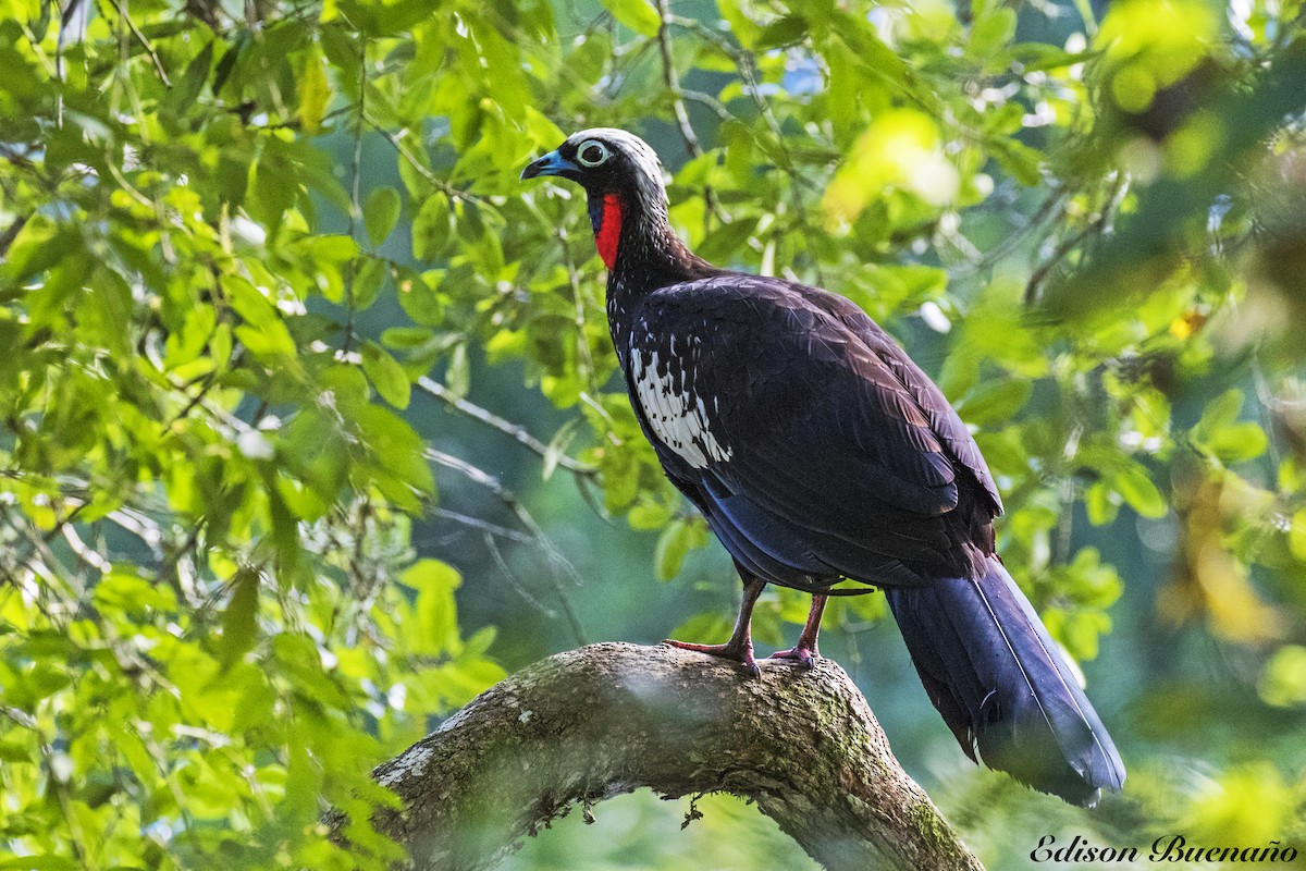 Black-fronted Piping-Guan - ML620298745