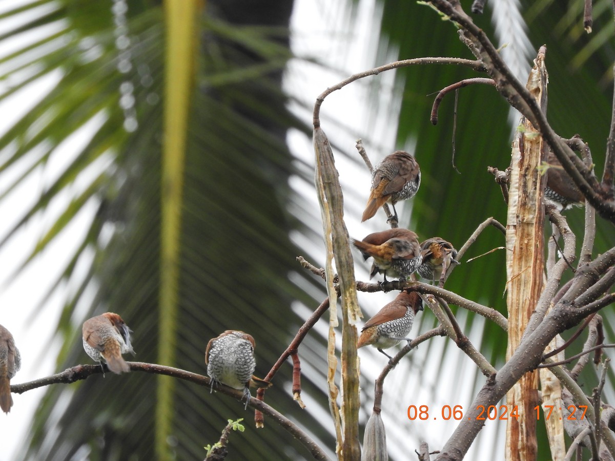 Scaly-breasted Munia - ML620298749