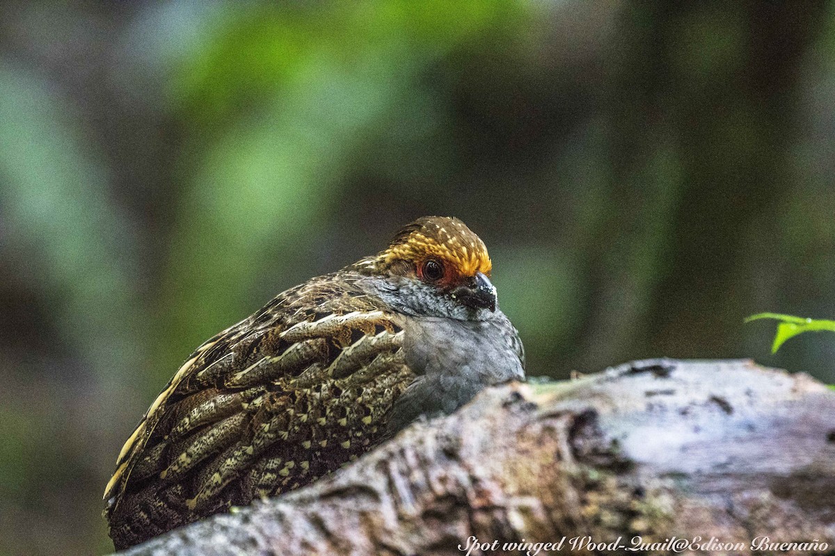 Spot-winged Wood-Quail - ML620298753