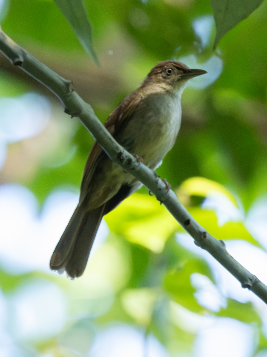 Buff-vented Bulbul - ML620298757