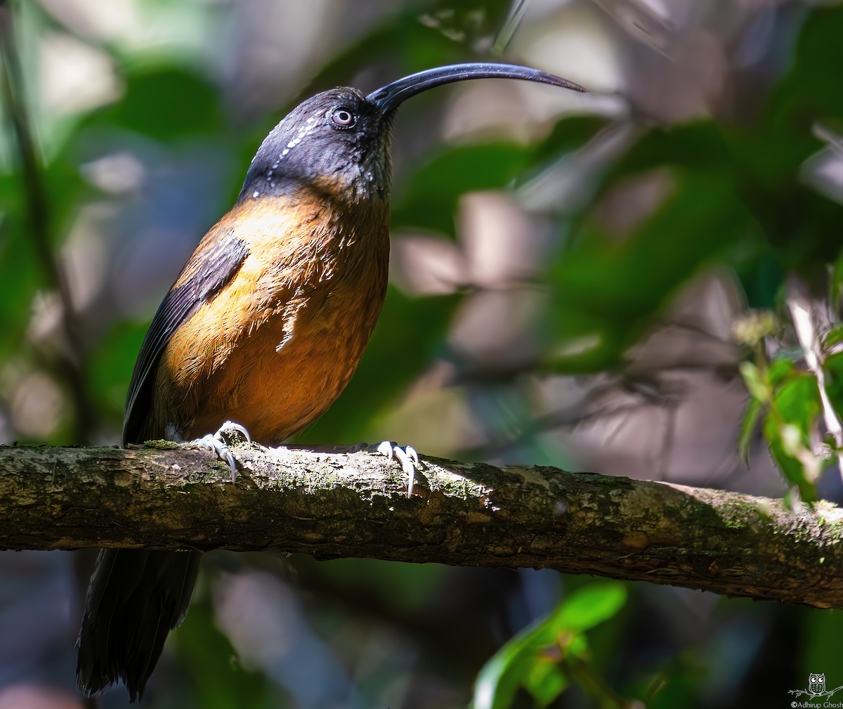 Slender-billed Scimitar-Babbler - ML620298759