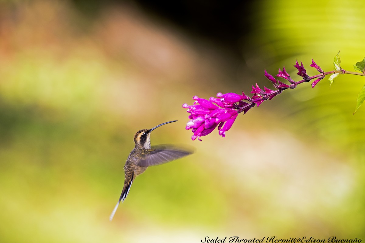 kolibřík šupinkohrdlý - ML620298760