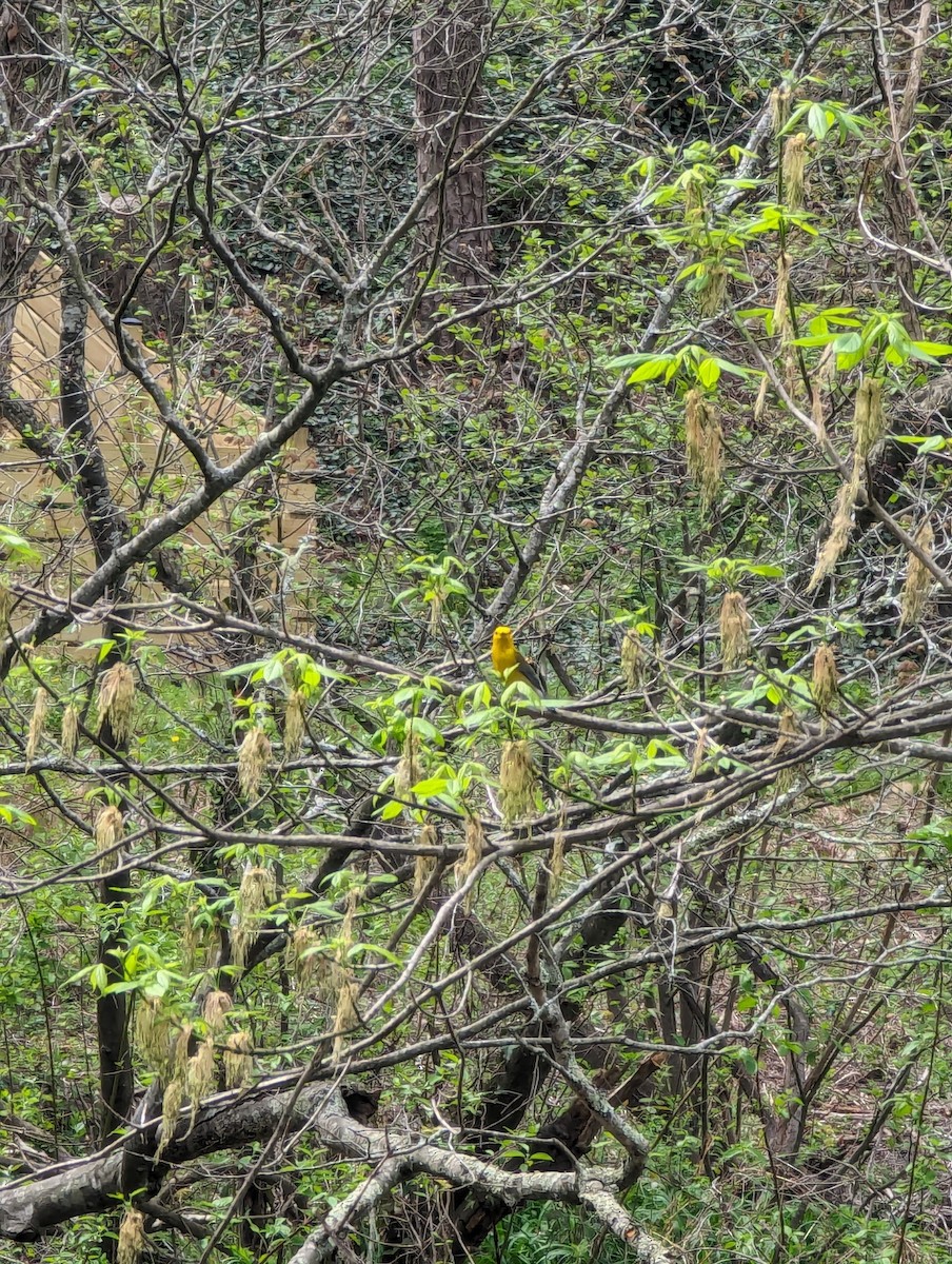 Prothonotary Warbler - ML620298764